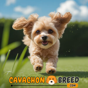 Mini Cavachon 1 Cavachon