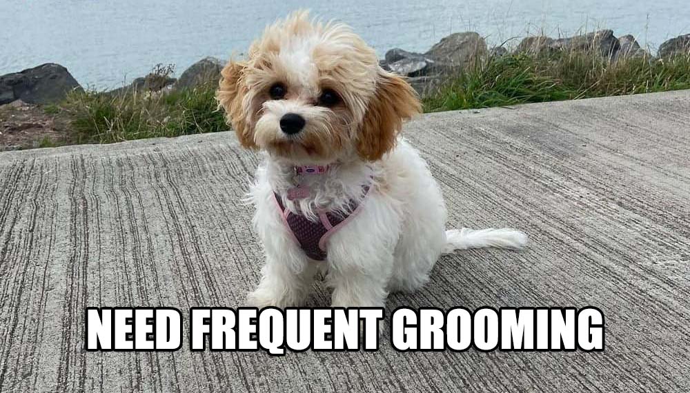 NEED FREQUENT GROOMING