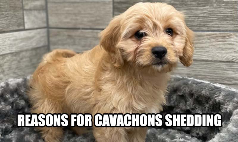 REASONS FOR CAVACHON SHEDDINGS