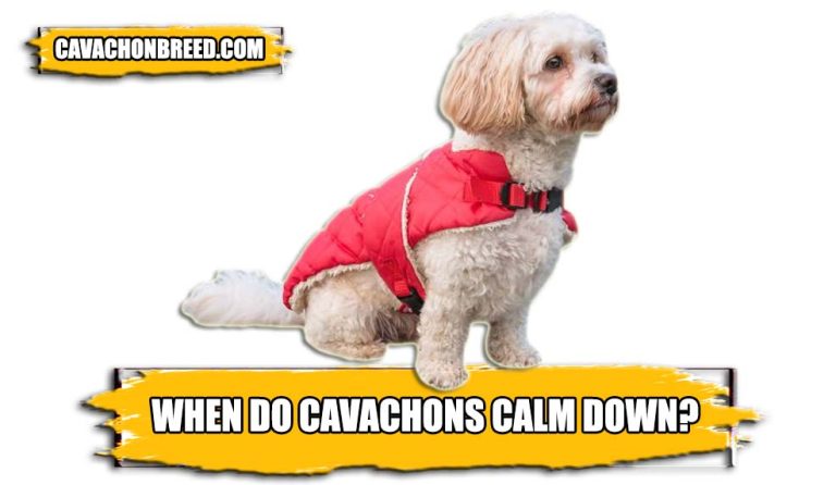 When Do Cavachons Calm Down? – Tips To Calm Down Cavachons