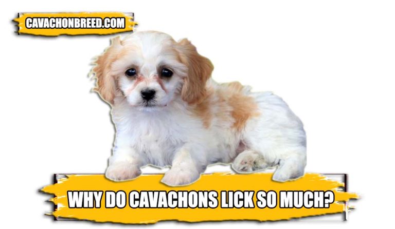 Why do Cavachons lick so much? – Reasons For Cavachons Licking