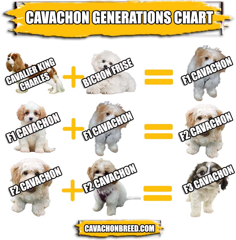 Cavachon generation charts