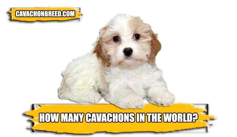 How many Cavachons in the world? – Estimated Cavachons Population