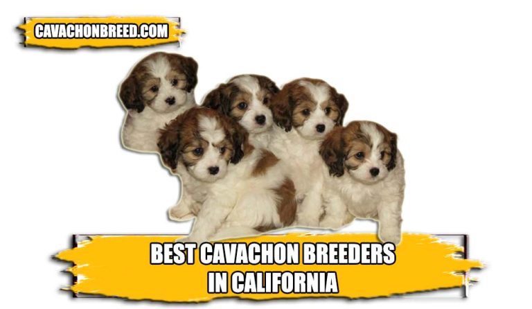 Best Cavachon Breeders in California 2024
