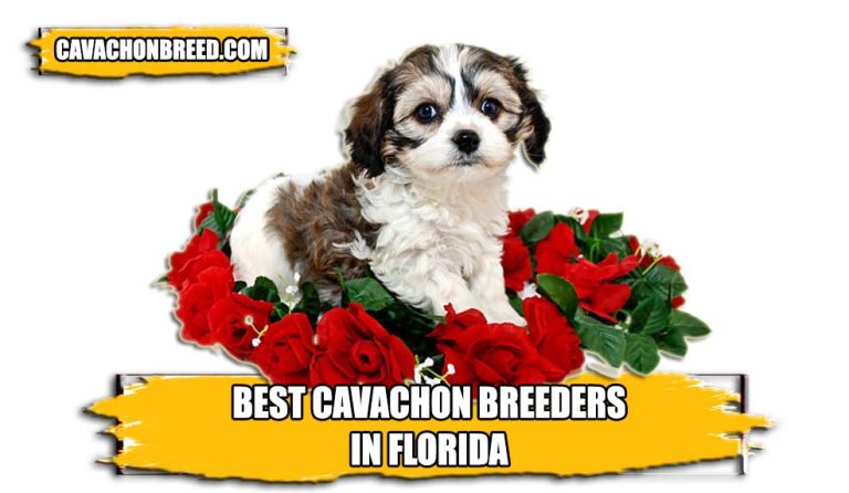 Best Places to Find Cavachon Breeders in Florida 2023