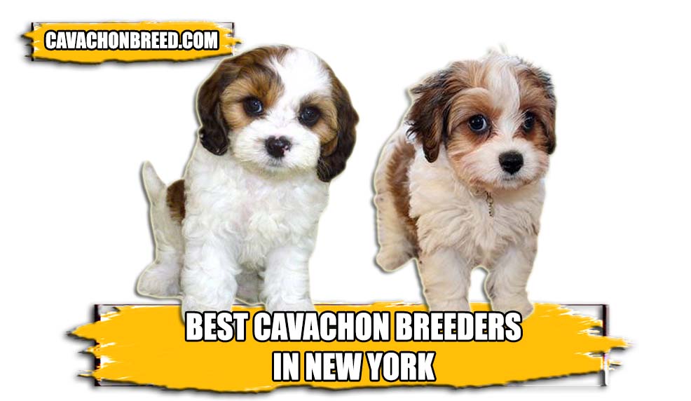 BEST CAVACHON BREEDERS IN NEW YORK