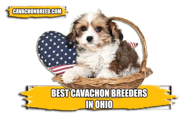 Best Cavachon Breeders in Ohio 2023