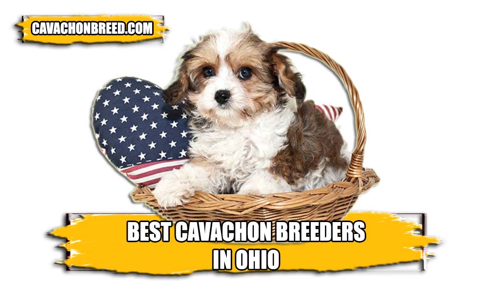 BEST CAVACHON BREEDERS IN OHIO