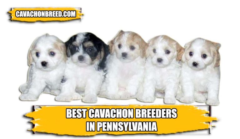 Best Cavachon Breeders in Pennsylvania 2024