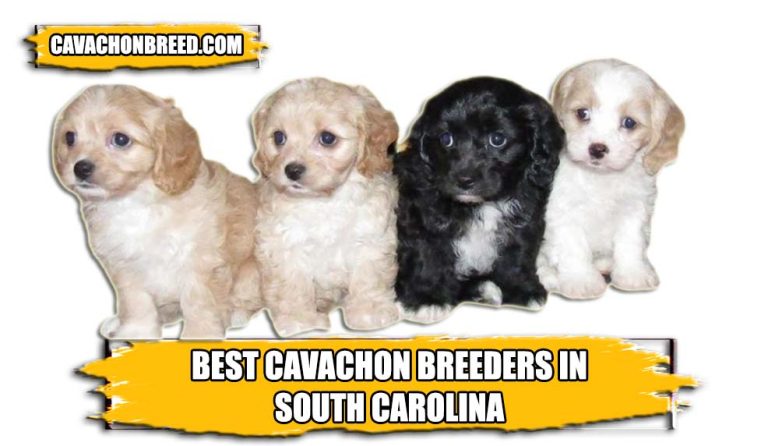 Best Cavachon Breeders in South Carolina 2023