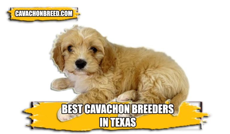 Best Cavachon Breeders in Texas 2023
