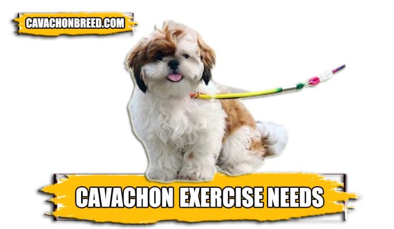 Cavachon Exercise Needs – How Far Can Cavachons Walk?