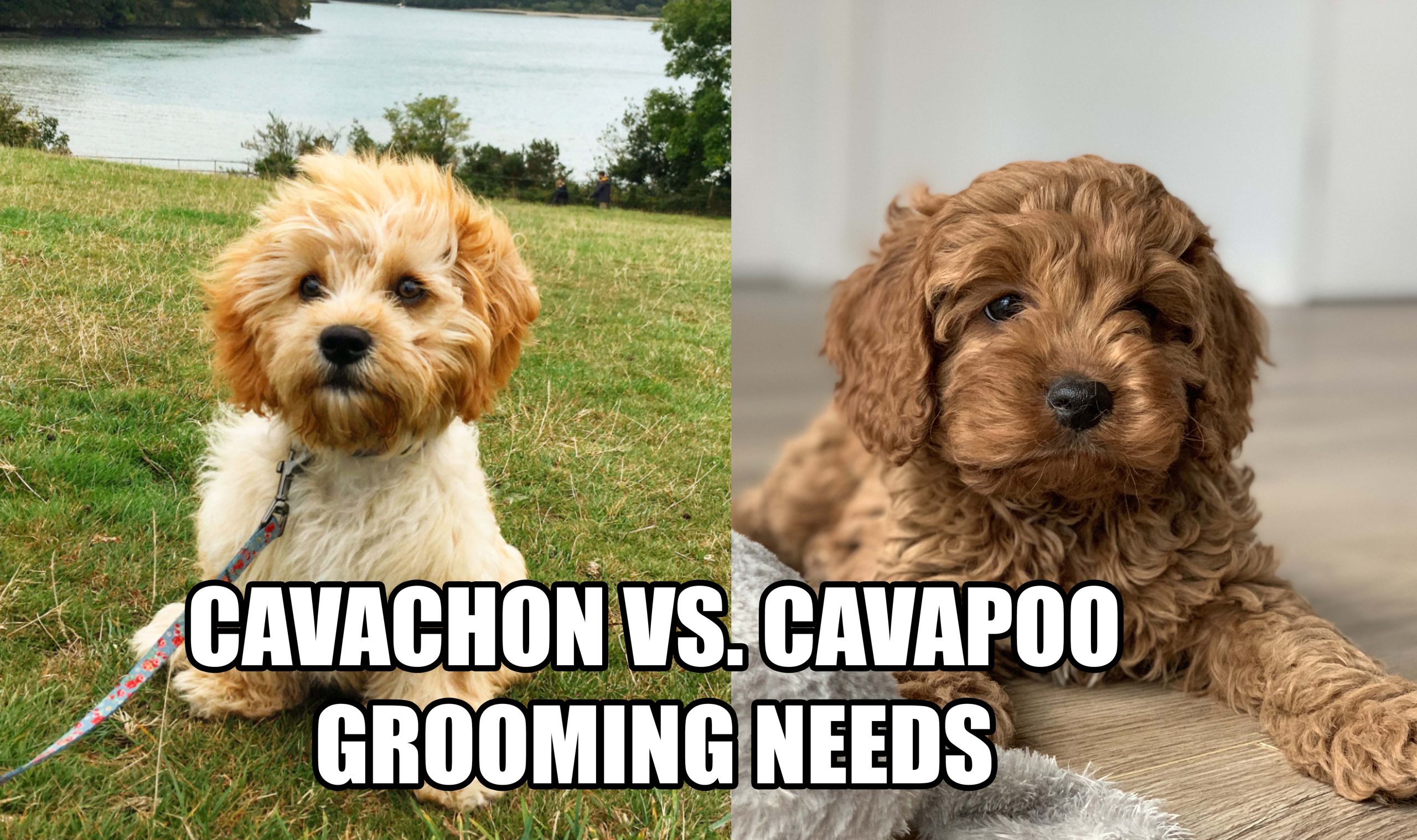 CAVACHON VS CAVAPOO GROOMING NEEDS