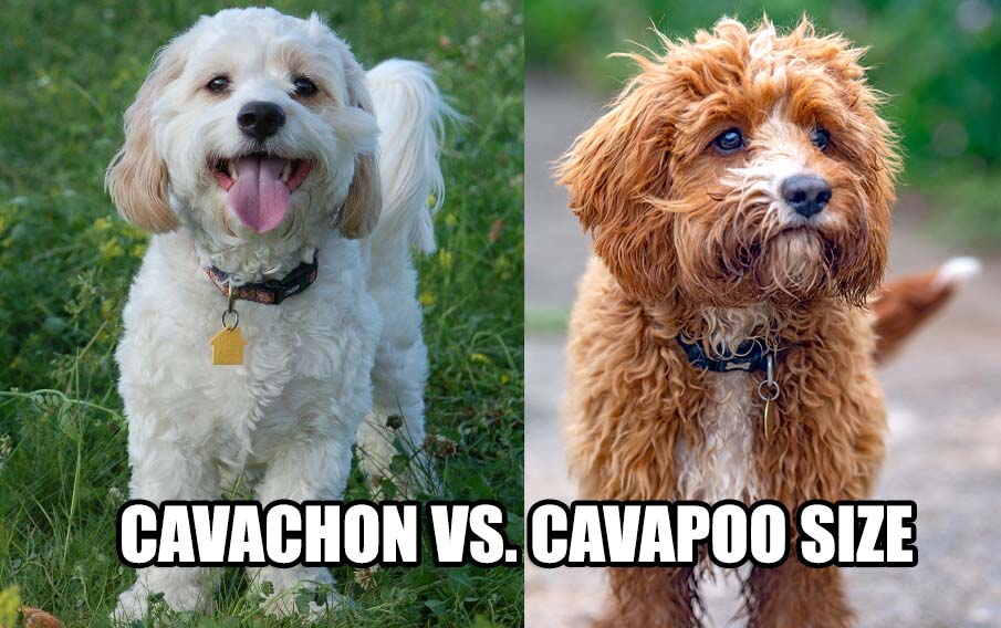 CAVACHON VS CAVAPOO SIZE