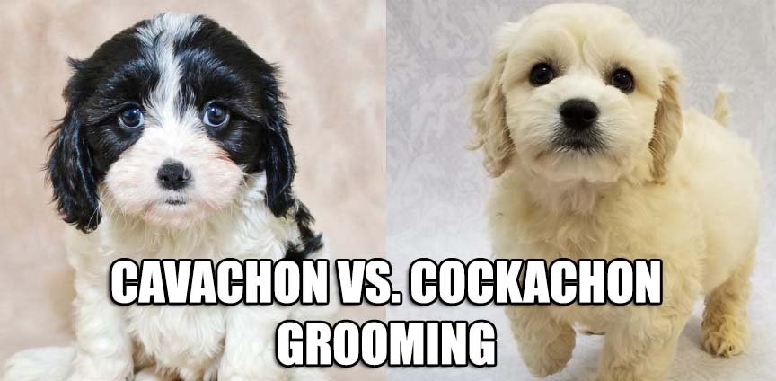 CAVACHON VS COCKACHON GROOMING
