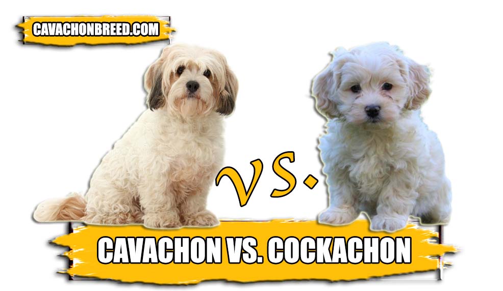 CAVACHON VS COCKACHON