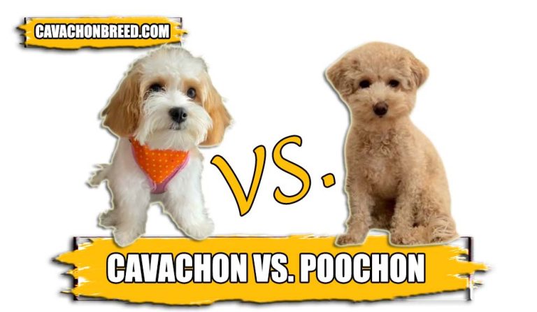 Cavachon Vs. Poochon – Similarities and Differences