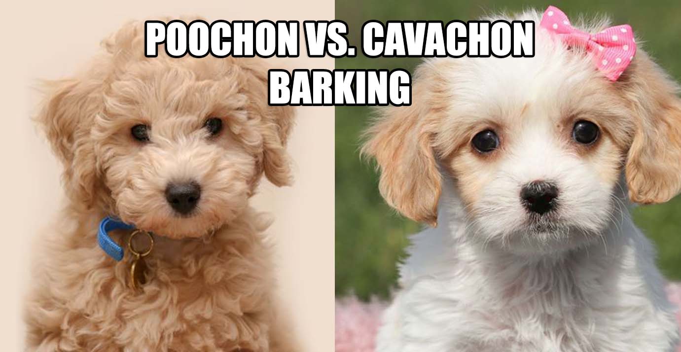CAVACHON VS POOCHON BARKING