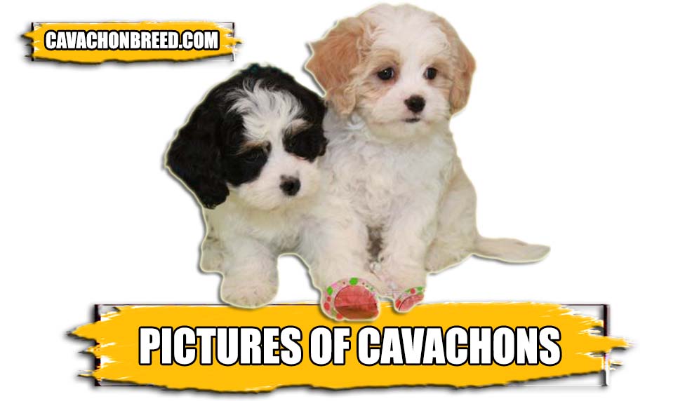 PICTURES OF CAVACHONS