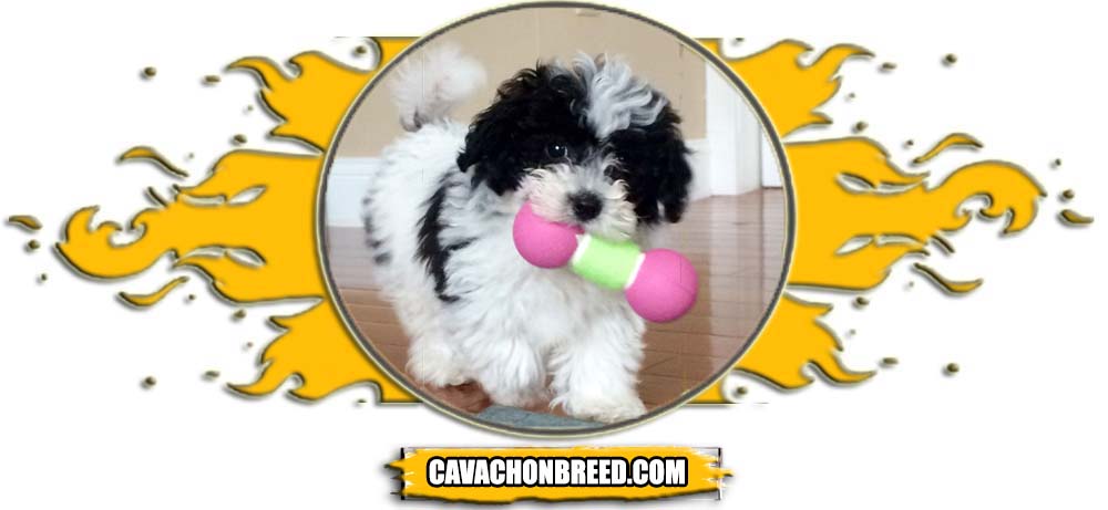 cavachon 5 picture