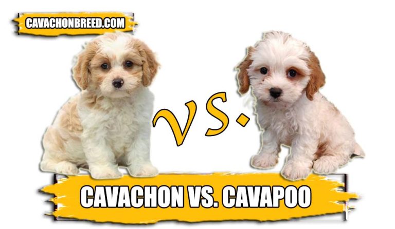 Cavachon Vs. Cavapoo – Similarities and Differences