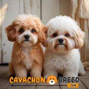 Cavachon vs poochon 1 cavachon