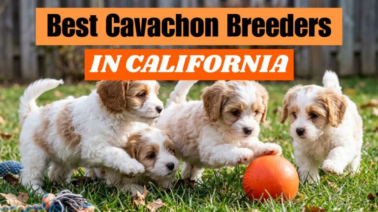 Best Cavachon Breeders in California 2025