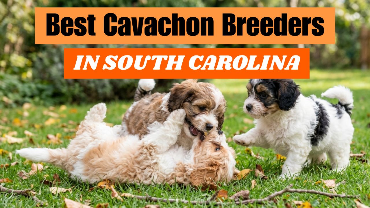 Best Cavachon Breeders in South Carolina F