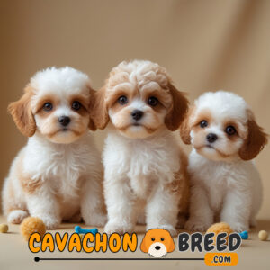 Best cavachon breeders in pennsylvania 1 cavachon