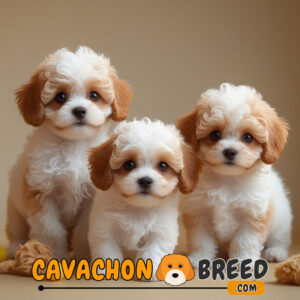 Best cavachon breeders in pennsylvania 3 cavachon
