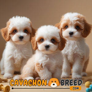 best cavachon breeders in south carolina 1 cavachon