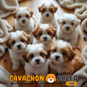 best cavachon breeders in south carolina 4 cavachon