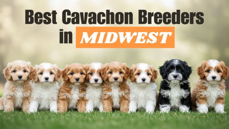 Best Cavachon Breeders in the Midwest (2025)!