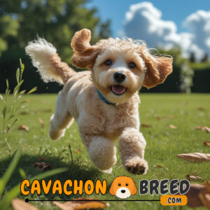 Best cavachon breeders in midwest 4 Cavachon
