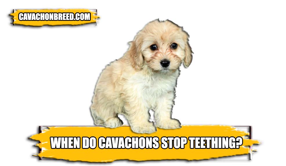 When do cavachons stop teething