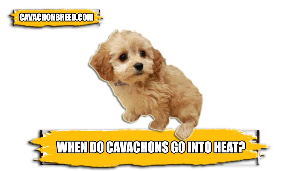 when do cavachons go into heat
