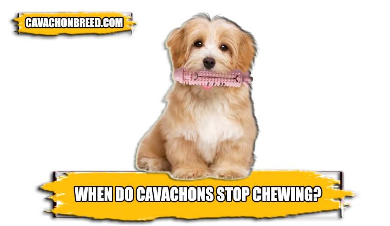 When do Cavachons stop Chewing?