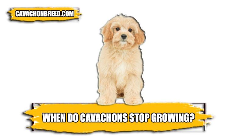 When Do Cavachons Stop Growing? – Factors Affecting Cavachon Growth