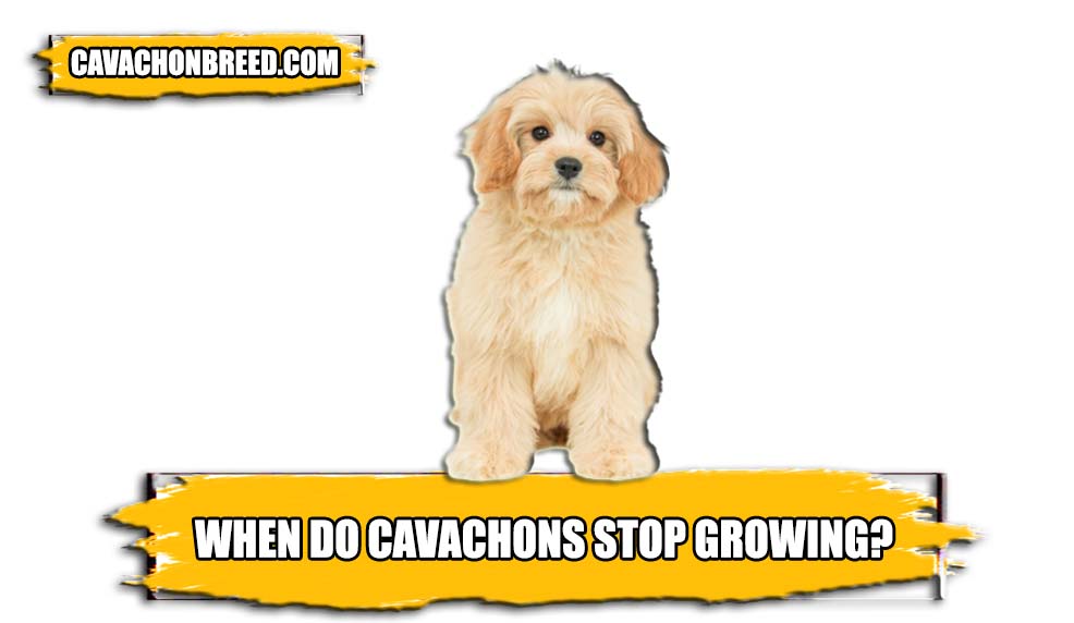 when do cavachons stop growing