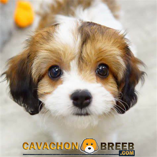 Cavachon Breed