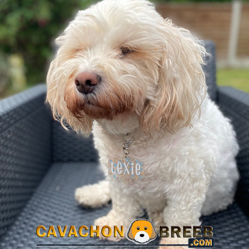 Cavachon Dog