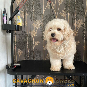 Cavachon Dog