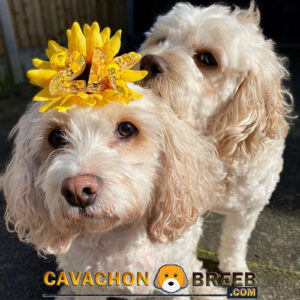 Cavachon Dog