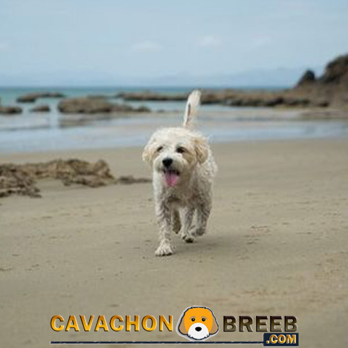 Cute Cavachon Enjoying on Beach