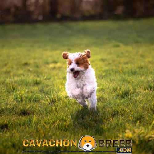 Cavachon Pictures