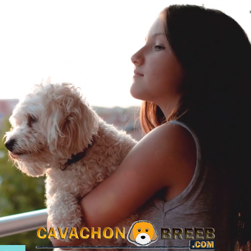 Cavachon Pictures