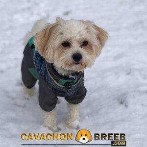 Cavachon Pictures