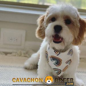 Cavachon Pictures