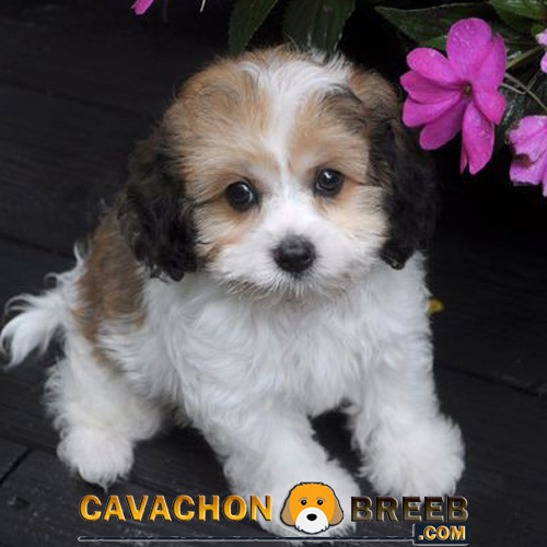 Lovely Cavachon Puppy