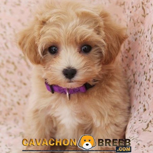 Lovely Cavachon Puppy